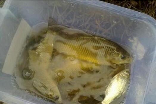 爆料冻饵制作视频,跟随视频学习高效钓鱼技巧